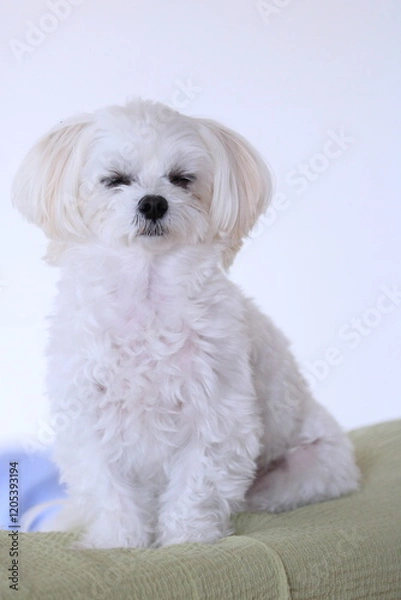 Fototapeta sleeping white