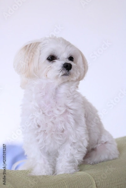 Fototapeta sleeping white