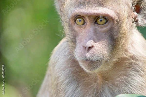 Obraz サルのポートレート
