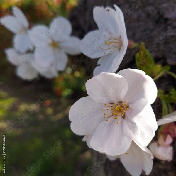 Fototapeta 日本で満開の桜の木