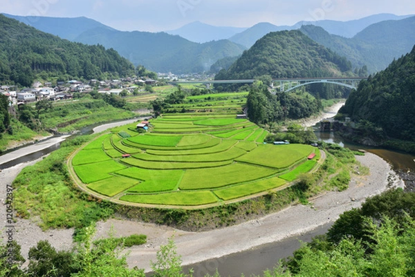 Obraz あらぎ島の棚田(夏)