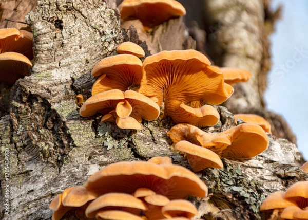 Fototapeta photograph with bright yellow mushrooms on an old tree trunk, close-up view