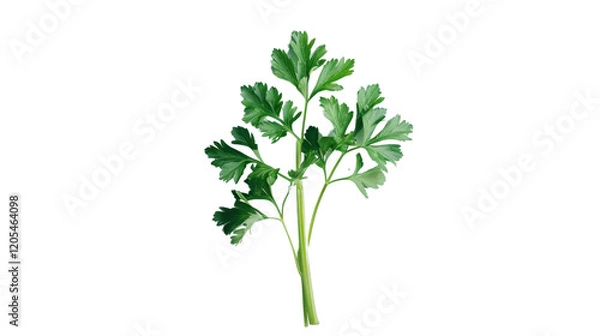 Obraz Parsley on transparent background 