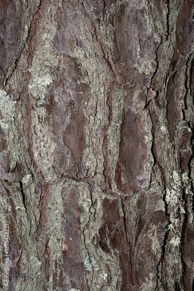 Obraz Tree bark background texture