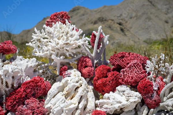 Obraz Corals at Pink Beach with Turquoise Clear Water in Komodo Island, Indonesia