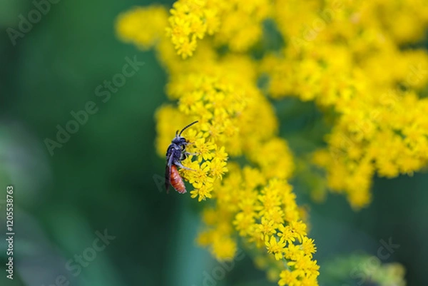 Obraz Eine Riesen Blutbiene, Sphecodes albilabris, aub einer gelbblühenden Pflanze.
