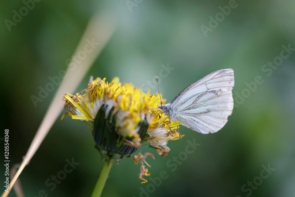 Obraz Ein Kohlweisling auf einer Butterblume, Löwenzahn.
