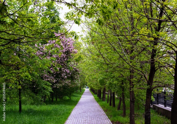 Obraz Tree-lined path in city park and two people walking along it in distance
