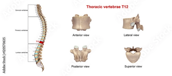 Obraz Thoracic vertebrae T12