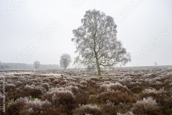 Obraz Ginkelse heide on a dutch winter day. With frost on trees
