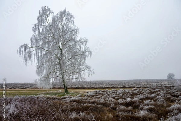 Obraz Ginkelse heide on a dutch winter day. With frost on trees
