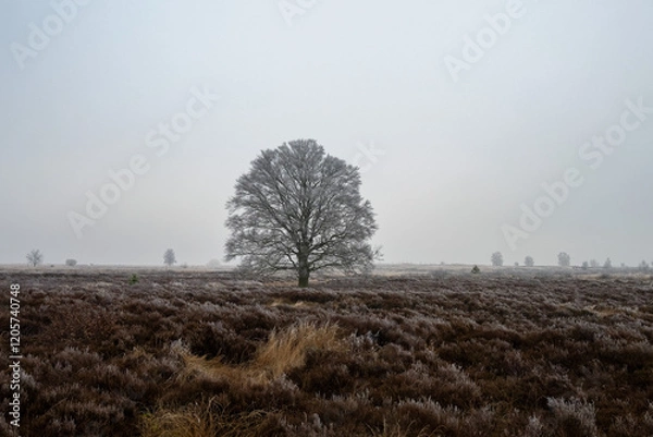 Obraz Ginkelse heide on a dutch winter day. With frost on trees
