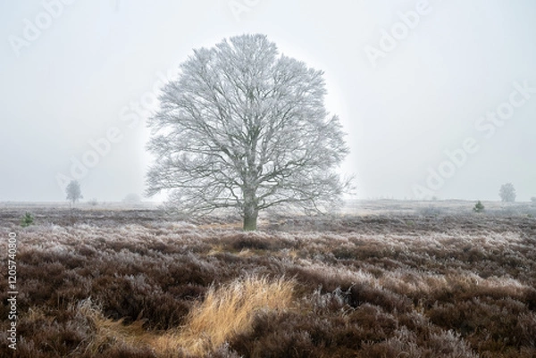 Obraz Ginkelse heide on a dutch winter day. With frost on trees
