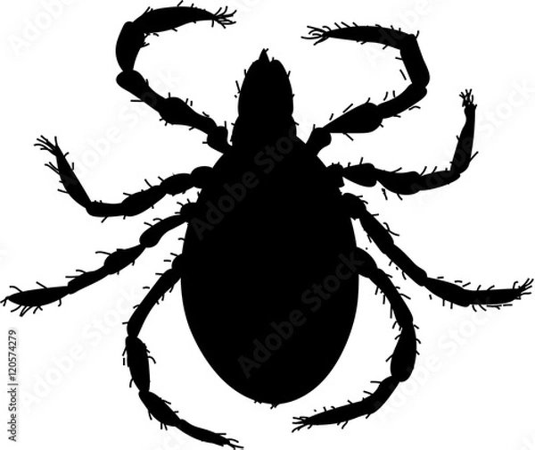 Fototapeta клещ силуэт