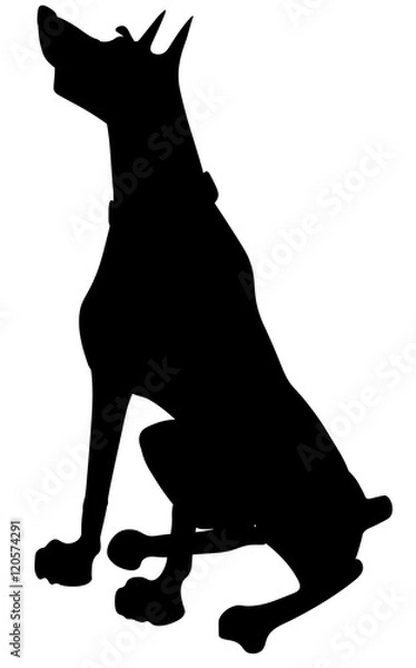 Fototapeta доберман силуэт