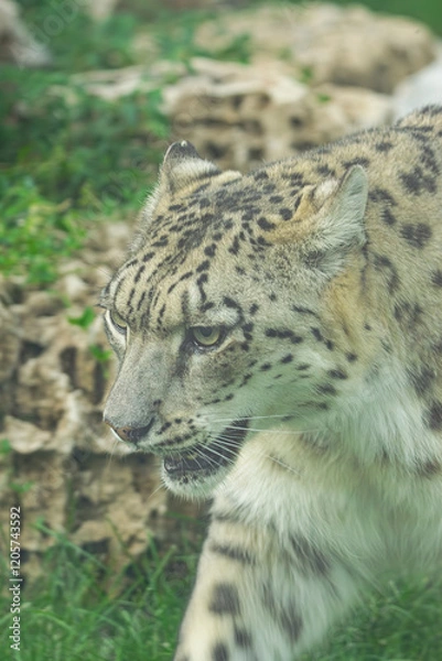 Obraz snow leopard, (Panthera uncia), portrait of his head, while walking
