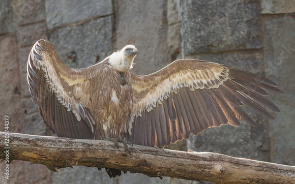 Obraz Eurasian griffon vulture, (Gyps fulvus), posing on a log, with its wings fully extended, to absorb the heat of the sun.