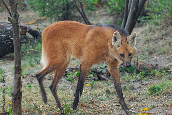 Obraz maned wolf, (Chrysocyon brachyurus), moving quickly through the forest