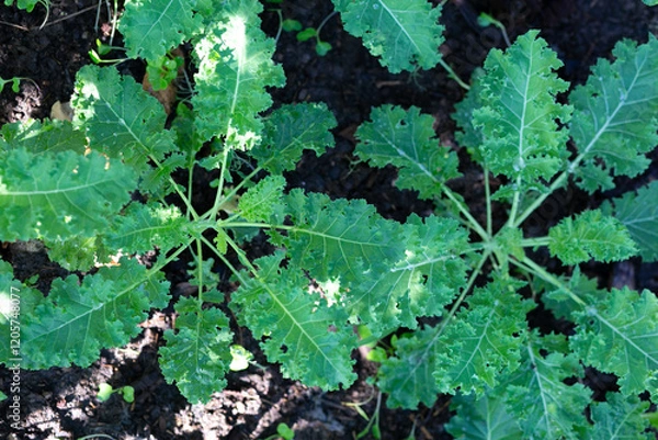 Fototapeta Kale plant in garden. Kale is a genus of flowering plants in the family Asteraceae.