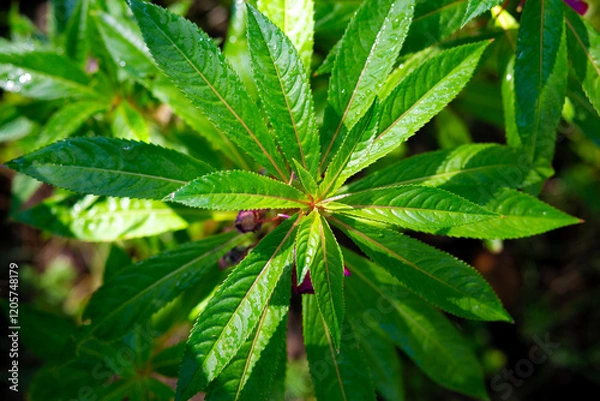 Fototapeta Green leaves with drops of dew in the morning. Nature background.
Garden Balsam plant in the garden.