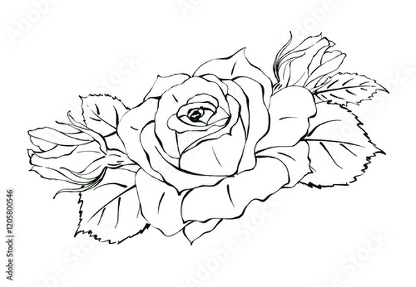 Obraz Elegant Rose hand drawn illustration in Line Art. Floral Design in black and white in minimalist style for logo, label, print, poster. Isolated
