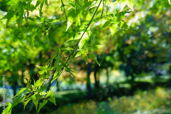 Fototapeta 新緑のもみじとぼかされた背景