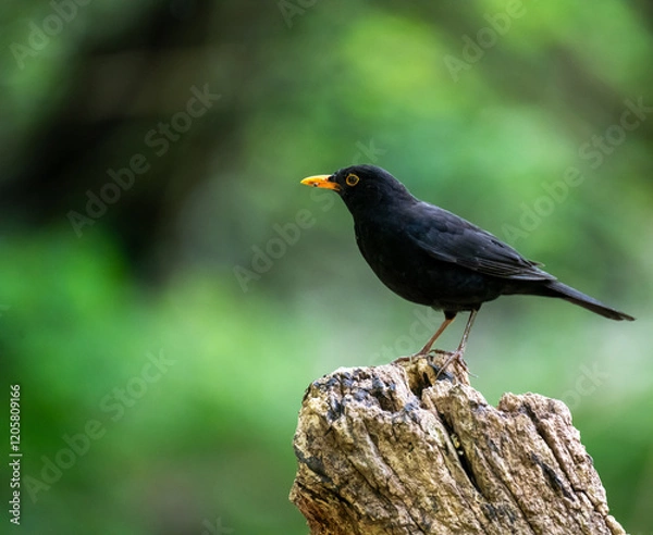 Fototapeta blackbird on a tree stump