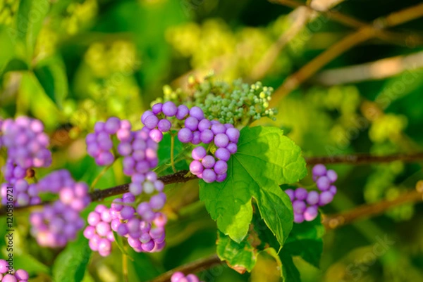 Fototapeta ムラサキシキブの鮮やかな実