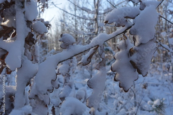 Fototapeta Branch with oak leaves in the snow in the forest. Winter background. Texture. Background