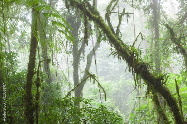 Fototapeta Misty rainforest in Monteverde cloud forest reserve