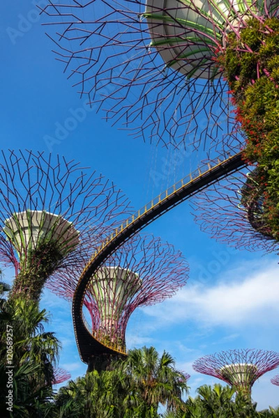 Obraz Super Trees and OCBC Skyway (Walkway ) shot from below - Gardens By the Bay, Singapore