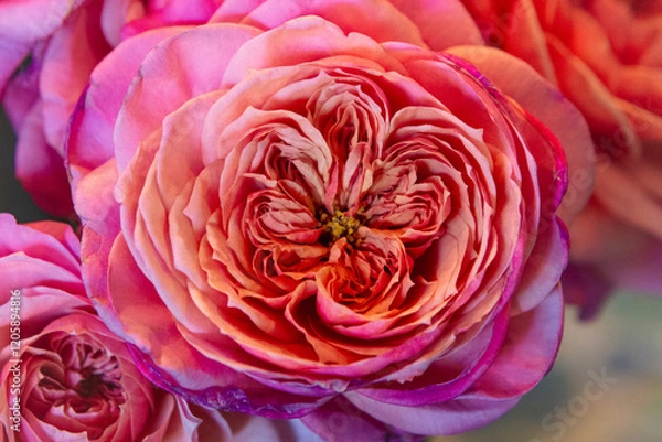 Obraz Beautiful Roses for My Love
