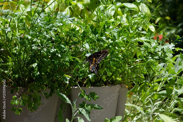 Obraz Parsley, Sage, Rosemary and Butterfly