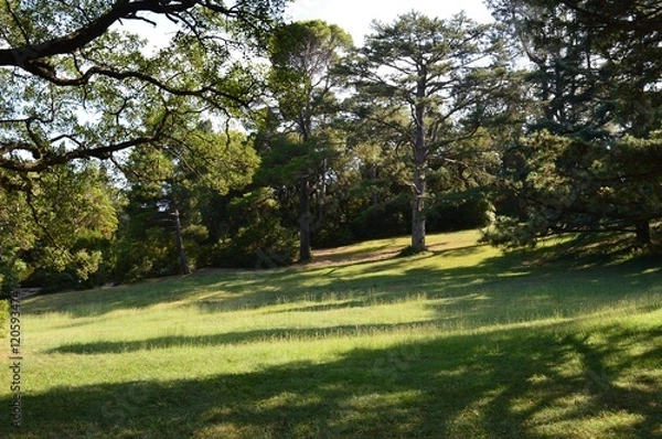 Fototapeta Полянка