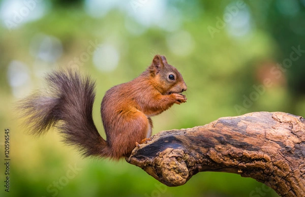 Fototapeta Red squirrel in The County of Northumberland, England