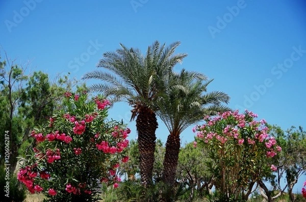 Obraz Oleanders and palm trees against a blue sky