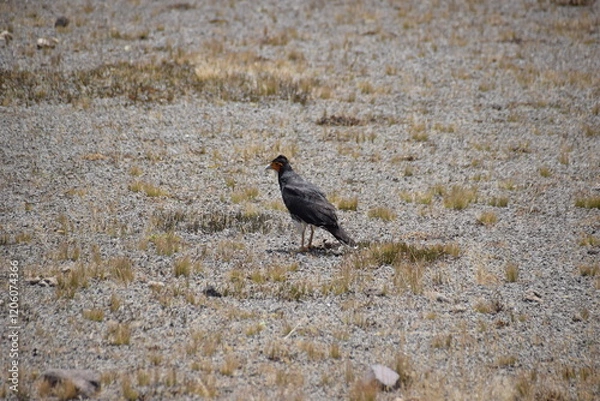 Obraz Carunculated Caracara, Cotopaxi, Ecuador