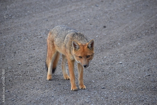 Obraz Culpeo or Andean Fox, Cotopaxi, Ecuador