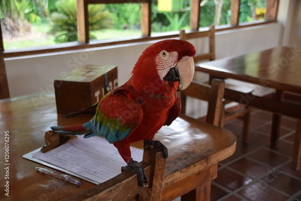 Obraz Scarlet Macaw, Ecuador