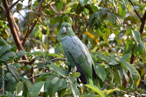 Obraz Mealy Parrot, Ecuador