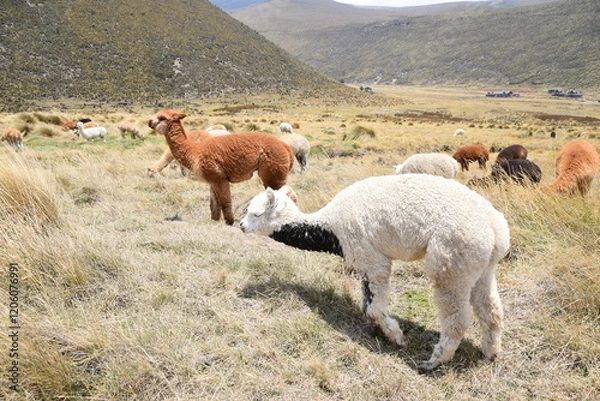 Obraz Alpacas, Chimborazo, Ecuador