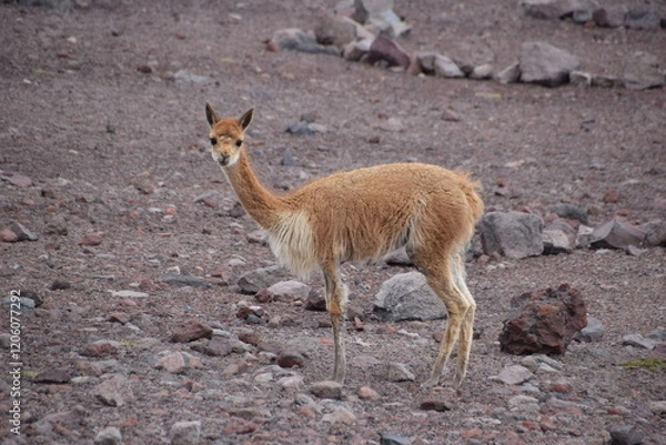 Obraz Vicuna, Chimborazo, Ecuador