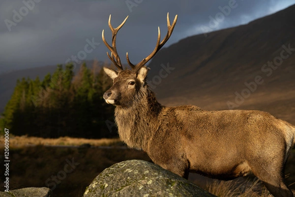 Obraz Highland Stag Monarch of the Glen