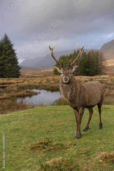 Obraz Highland Stag Monarch of the Glen