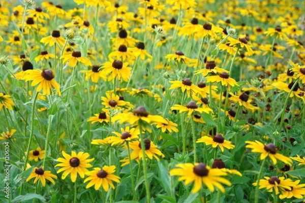 Obraz black eyed susan