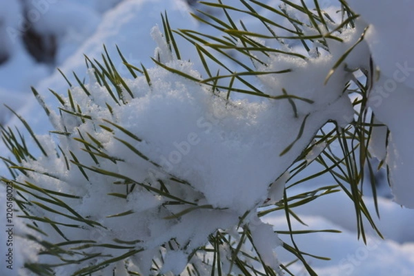 Obraz Pine branch in snow. Green pine needles in snow. Winter background