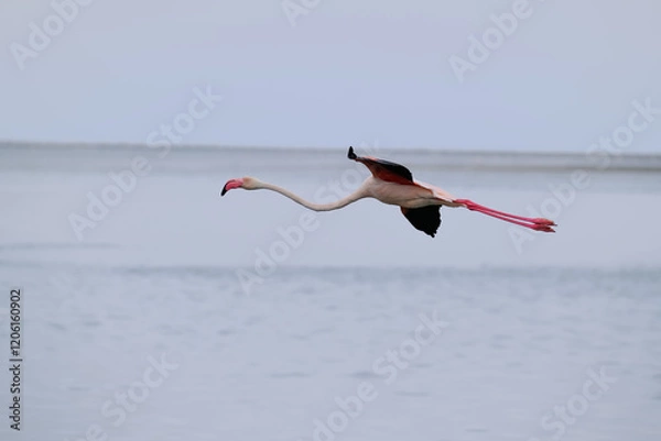 Obraz A majestic Greater Flamingo in flight over Walvis Bay, Namibia. Its long legs and wings elegantly extend across the horizon, showcasing nature's beauty.