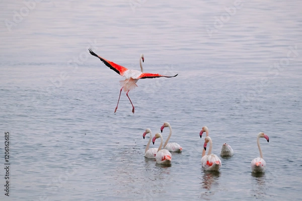 Obraz A flock of Greater Flamingos peacefully resting in the tranquil waters of Walvis Bay, Namibia, as one gracefully lands, wings outstretched.