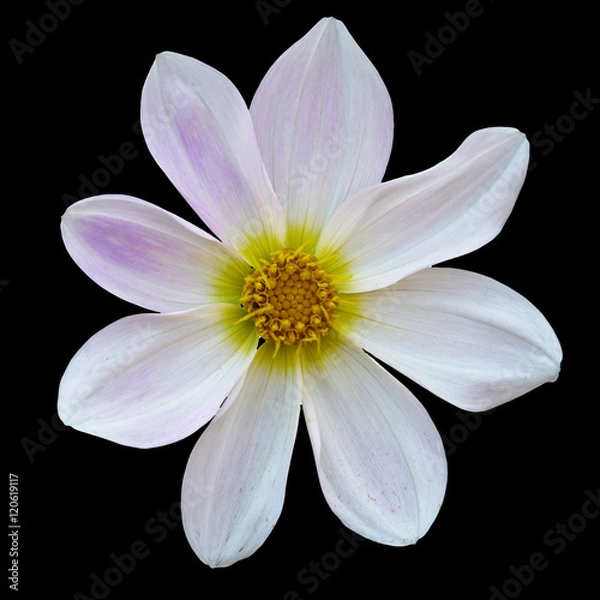 Obraz white flower in black background