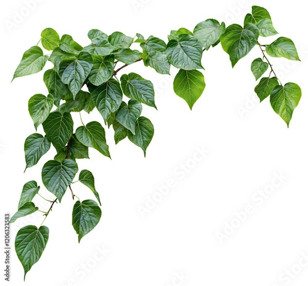 Fototapeta A lush, Green ivy climbing plant with heart-shaped leaves, The plant appears healthy and dense, with many stems. isolated over transparent background, PNG cut-out